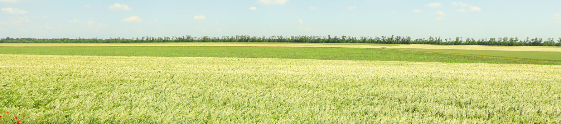 Field Banner